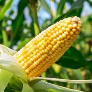 Meet your Posher, Noah